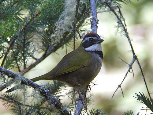 Collared Towhee - ML204901591