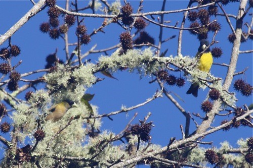 Hooded Grosbeak - ML204901771