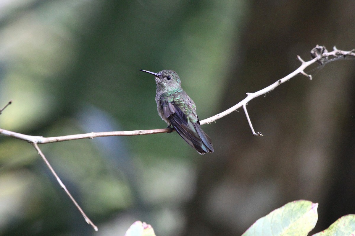 Colibrí de Cuvier - ML204902091