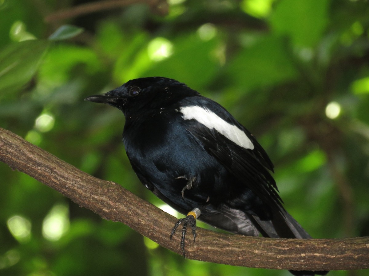 Seychelles Magpie-Robin - ML204902151