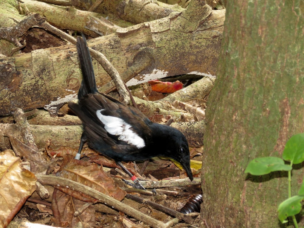 Seychelles Magpie-Robin - ML204902161