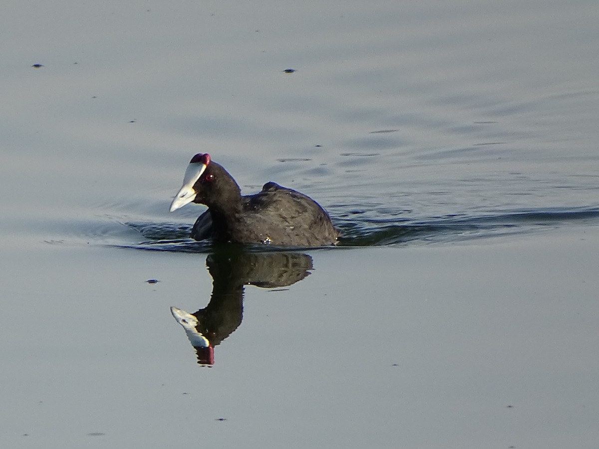 Red-knobbed Coot - ML204902411