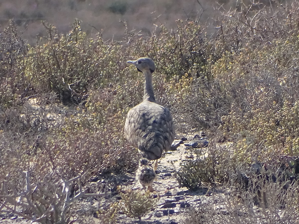 Sisón del Karoo - ML204902441