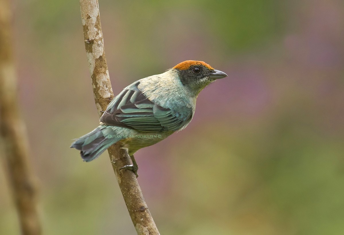 Scrub Tanager - ML204902571