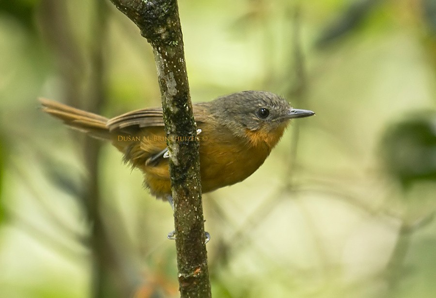 Parker's Antbird - Dušan Brinkhuizen