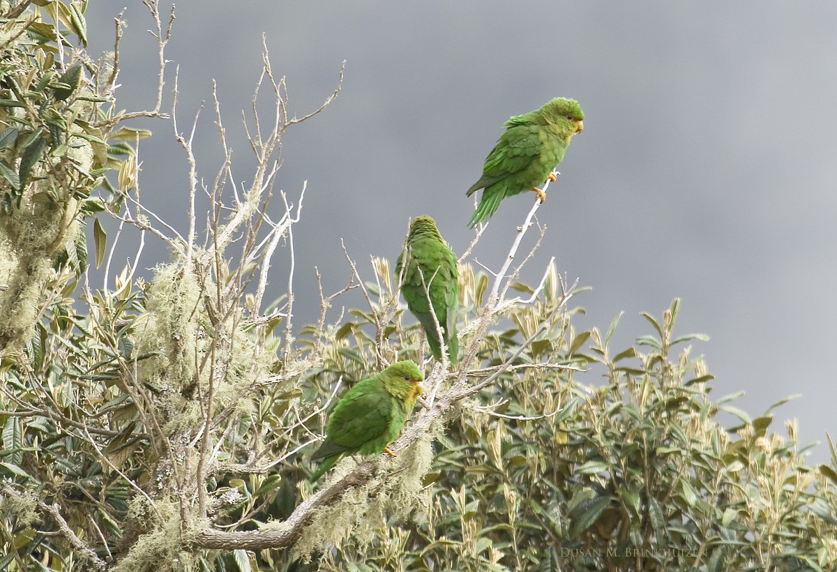 Rufous-fronted Parakeet - Dušan Brinkhuizen