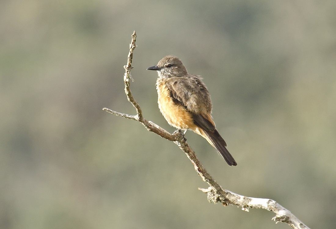 Streak-throated Bush-Tyrant - ML204902831