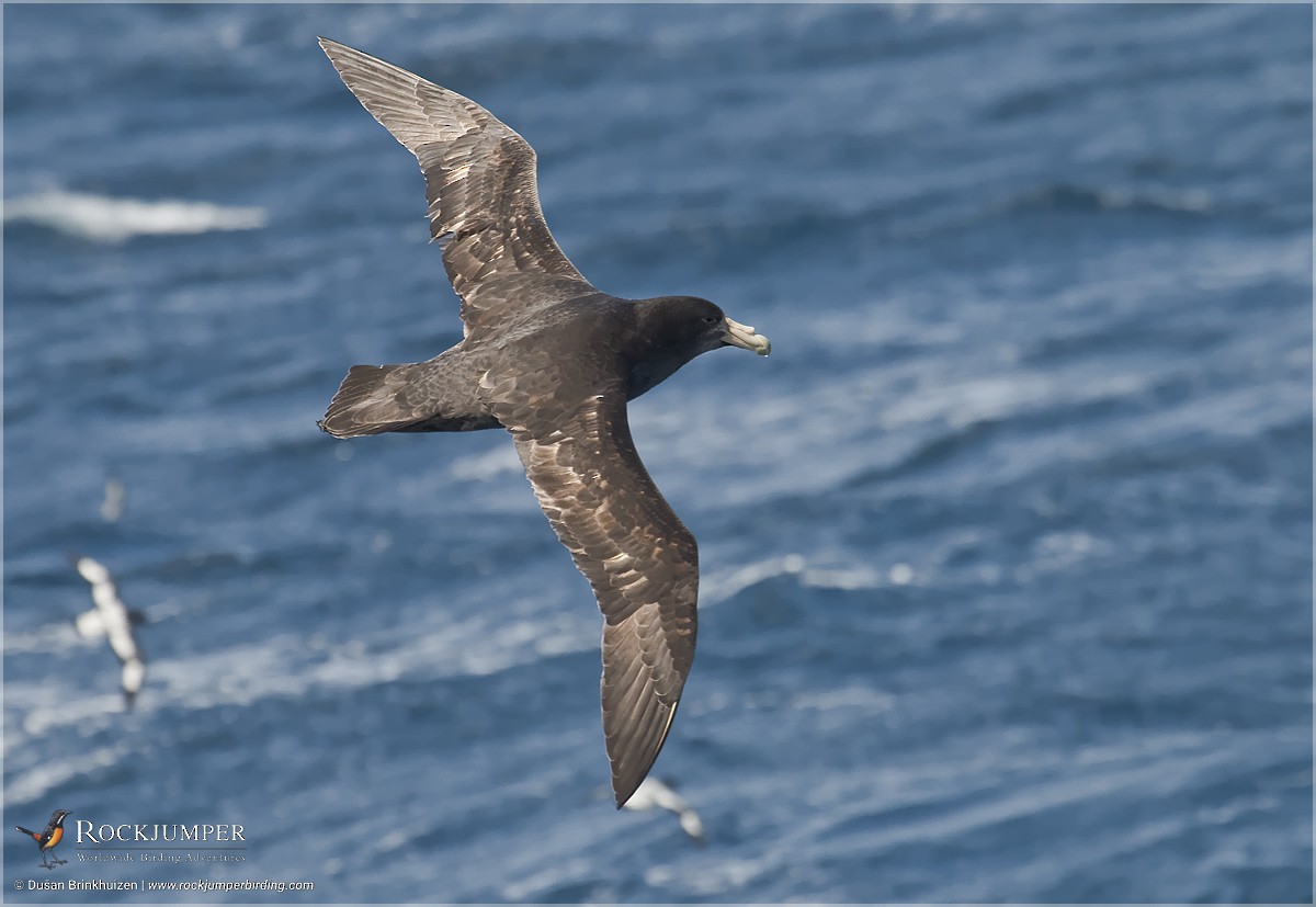 Southern Giant-Petrel - ML204902951