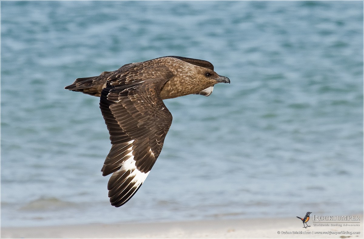 Brown Skua (Falkland) - Dušan Brinkhuizen