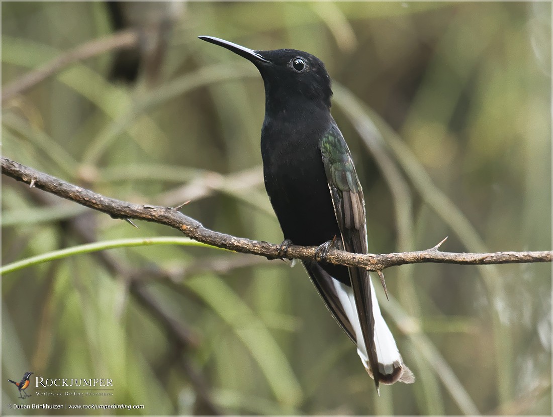 Black Jacobin - ML204903041