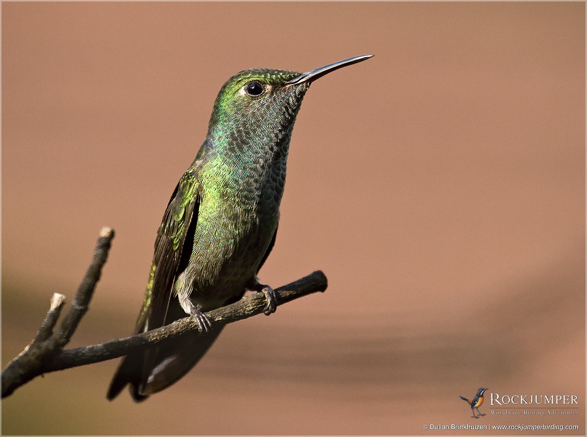 kolibřík pestrý [skupina versicolor] - ML204903111
