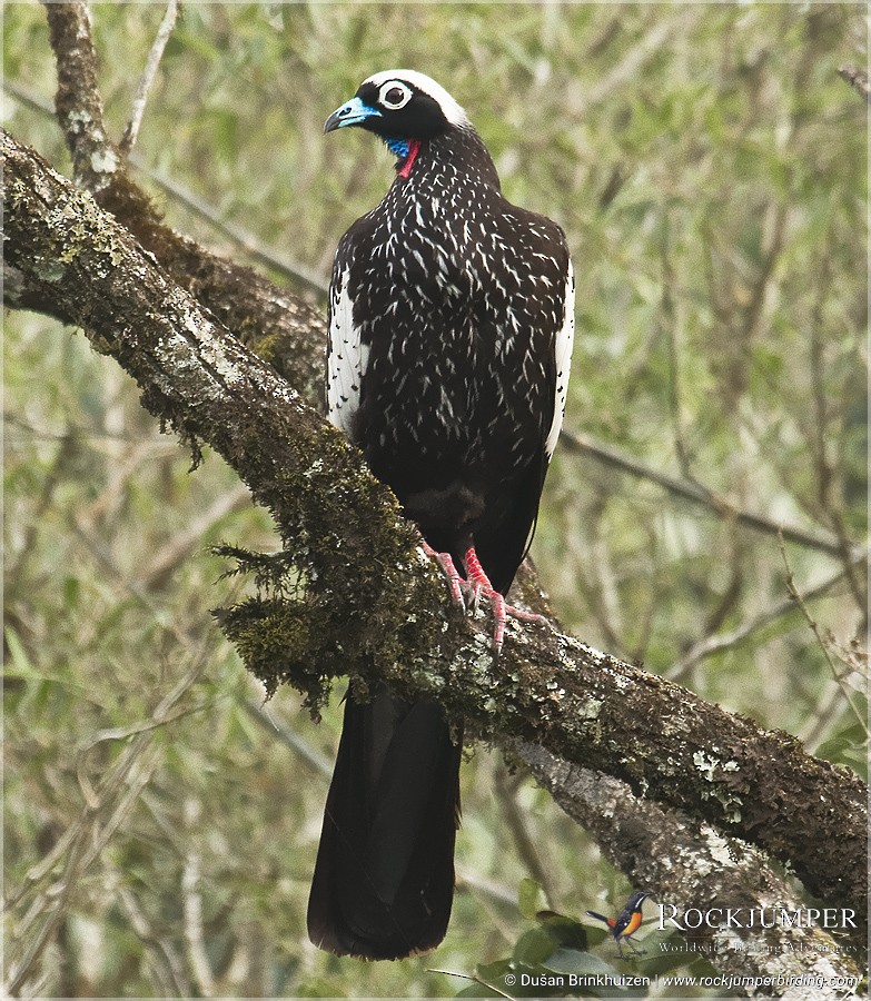 Black-fronted Piping-Guan - ML204903121