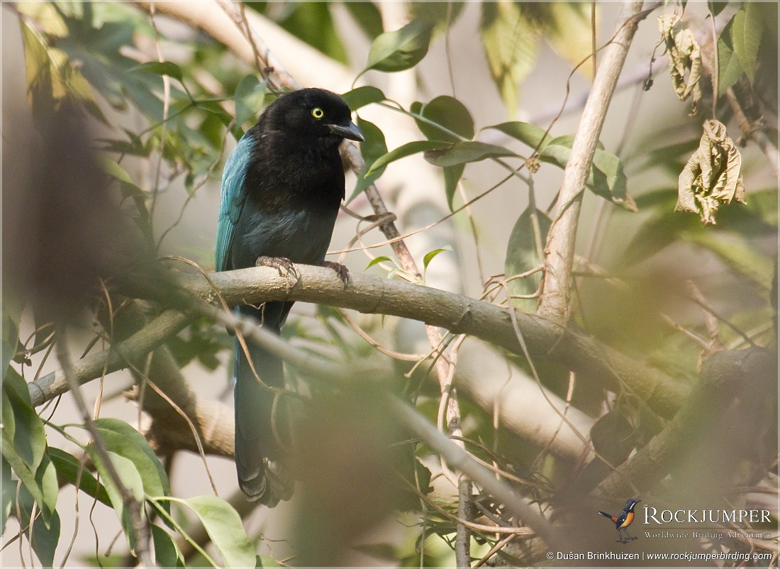 Bushy-crested Jay - ML204903131