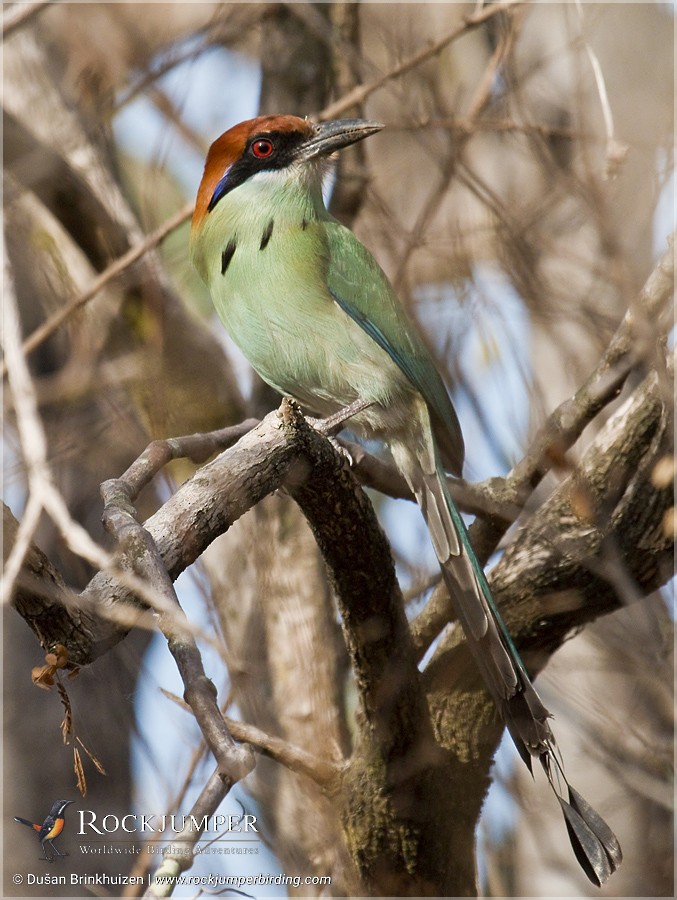 Russet-crowned Motmot - ML204903171