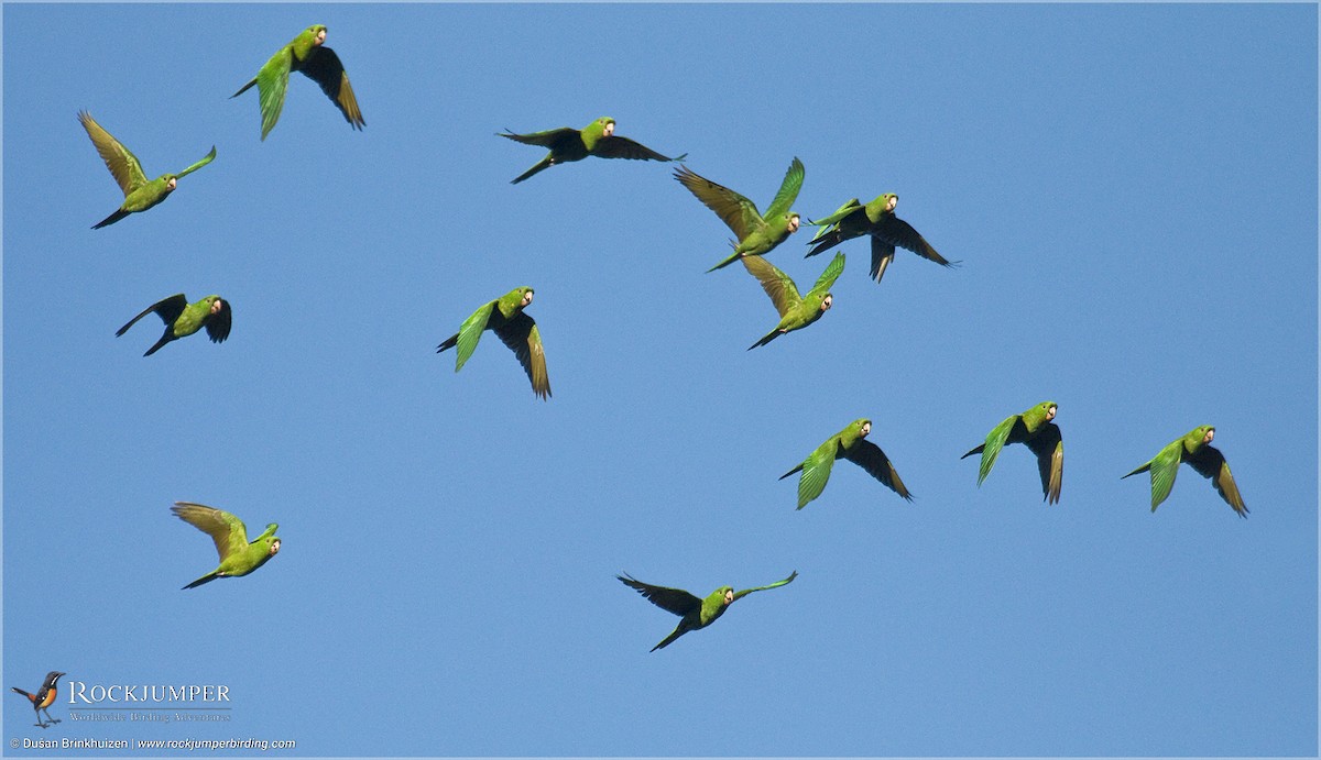 Pacific Parakeet - ML204903291