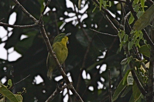 Green Shrike-Vireo - ML204903621