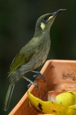 Yellow-spotted Honeyeater - Michael Retter