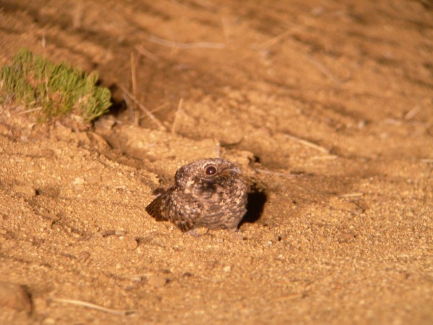 Common Poorwill - ML204903921