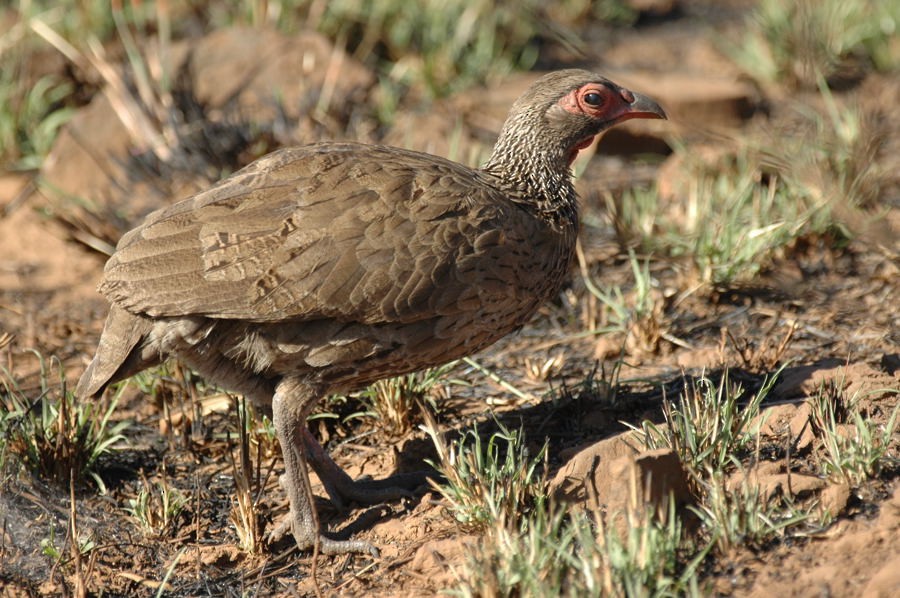 Swainson's Spurfowl - ML204904271