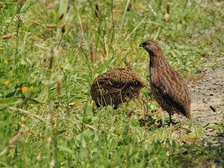 Brown Quail - ML204904291