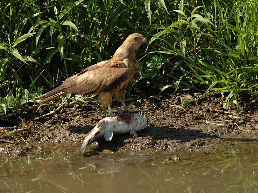 Whistling Kite - ML204904421