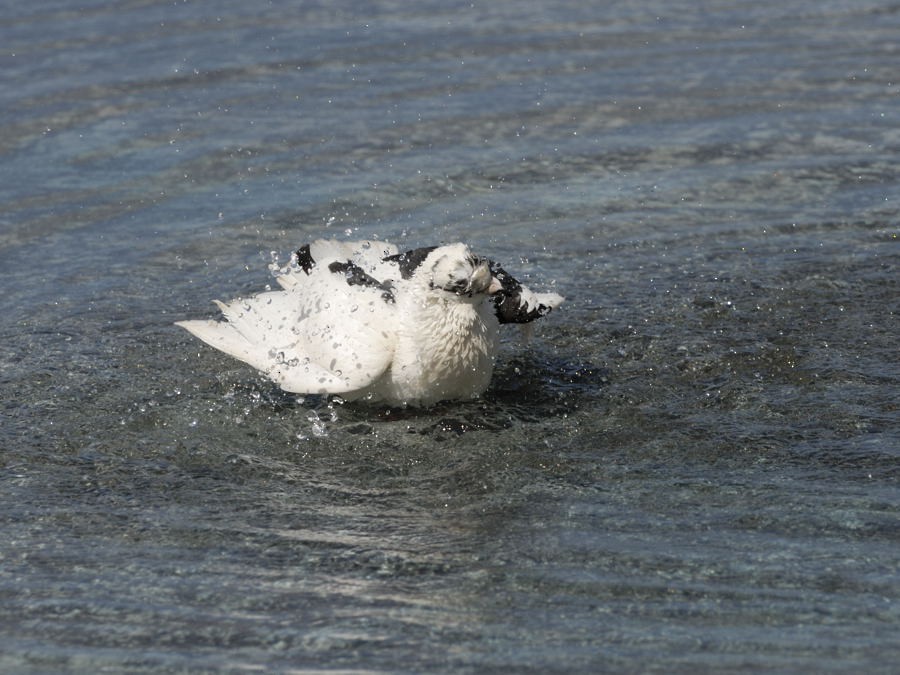 Rock Pigeon (Feral Pigeon) - ML204904621