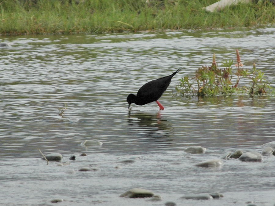 Black Stilt - Georges Olioso