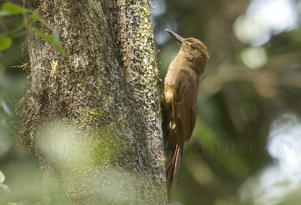 Tyrannine Woodcreeper - Dušan Brinkhuizen