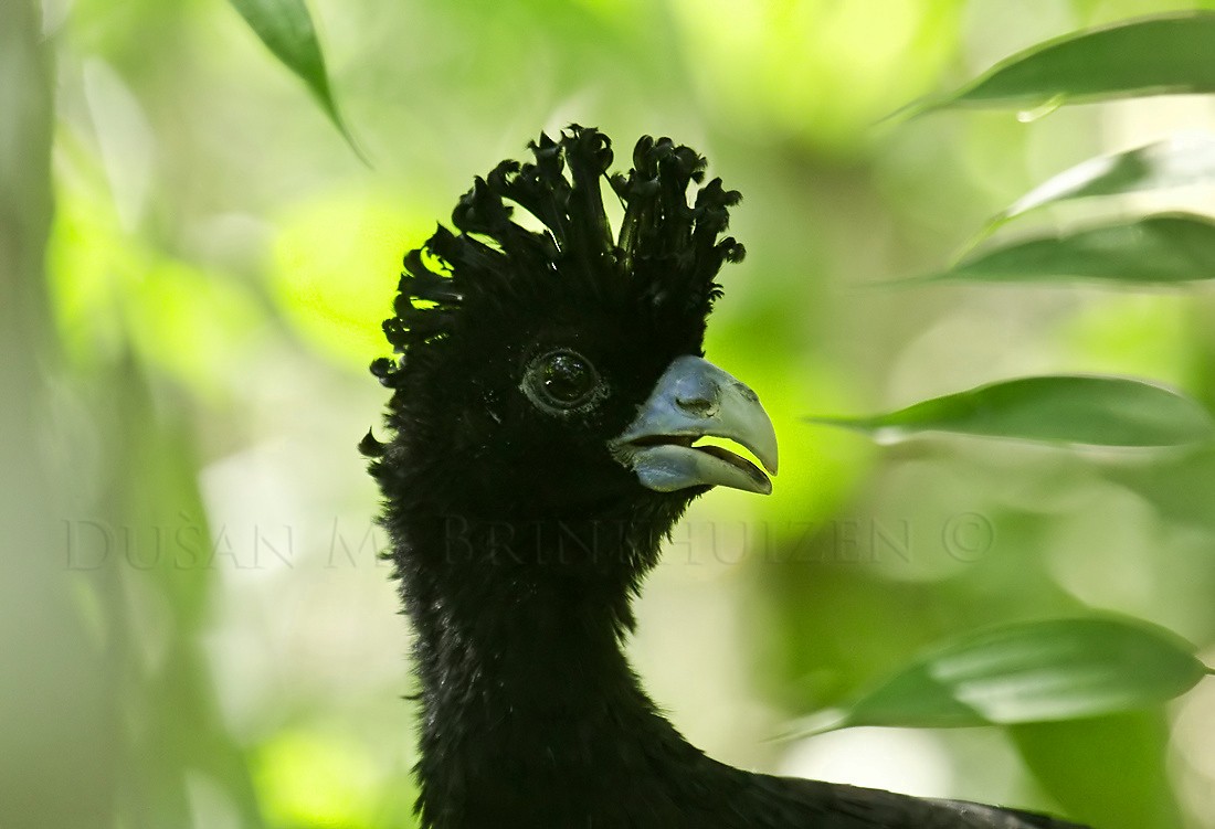 Blue-billed Curassow - ML204904791