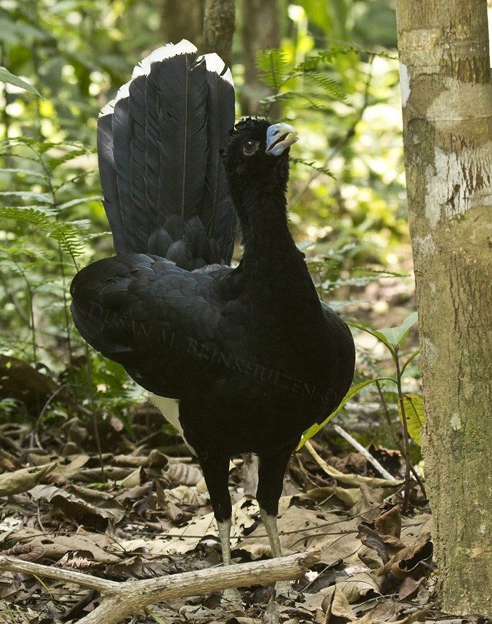 Blue-billed Curassow - Dušan Brinkhuizen