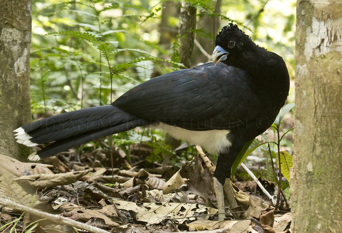 Blue-billed Curassow - ML204904821