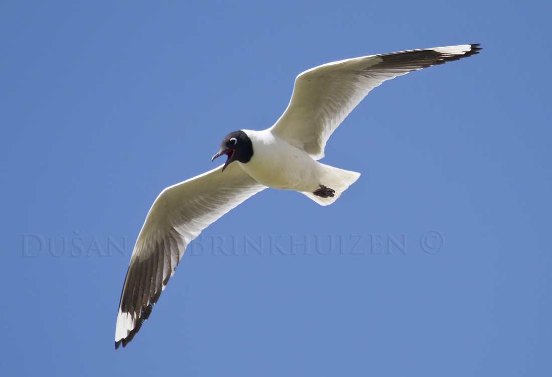 Andean Gull - ML204905001