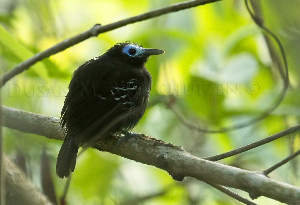 Bare-crowned Antbird - Dušan Brinkhuizen