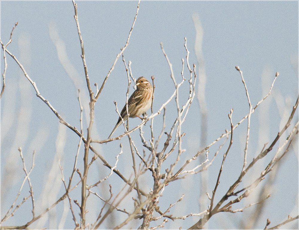 Pine Bunting - ML204905211