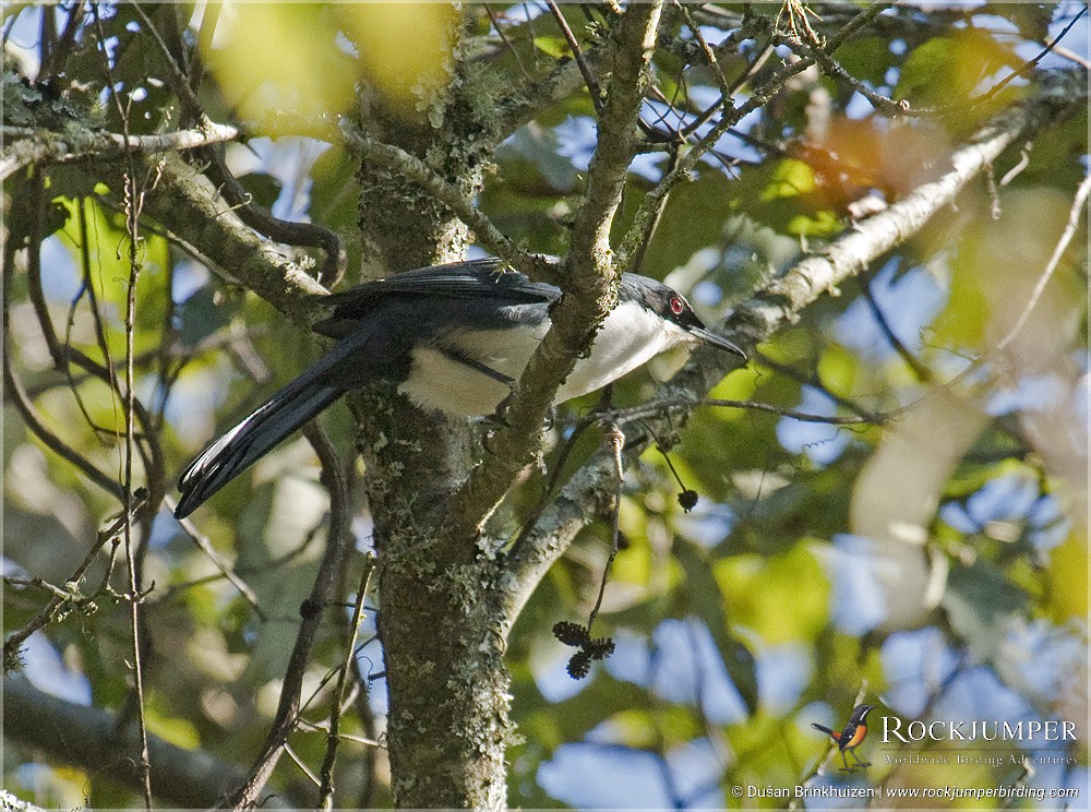 Blue-and-white Mockingbird - ML204905231