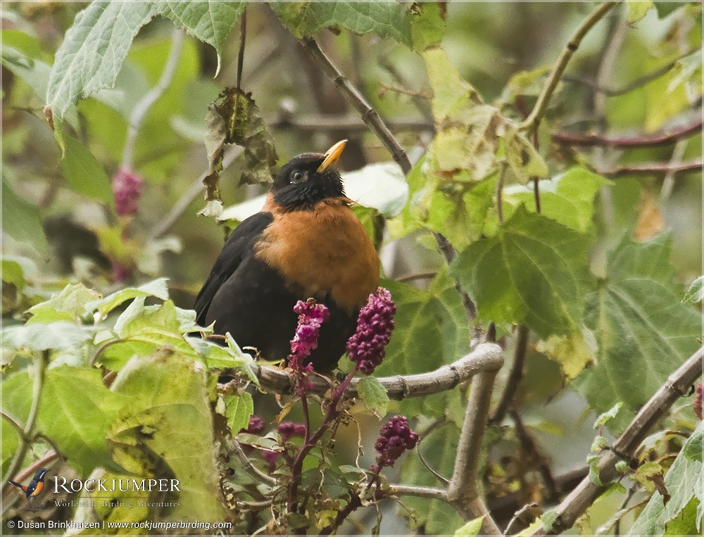 Rufous-collared Robin - ML204905501