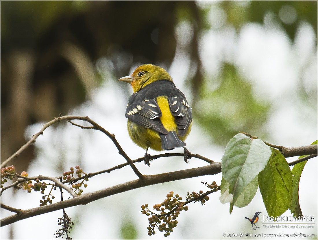 Western Tanager - ML204905541
