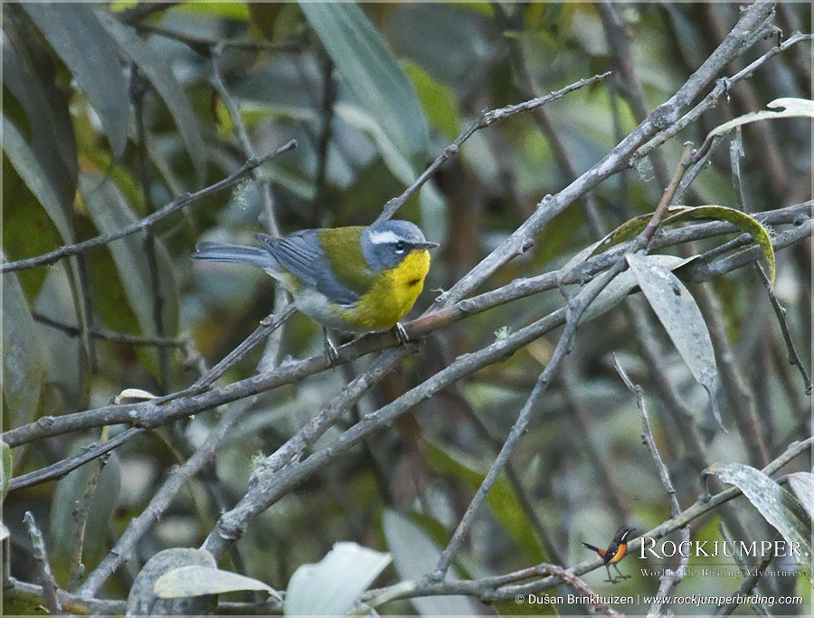 Crescent-chested Warbler - ML204905571