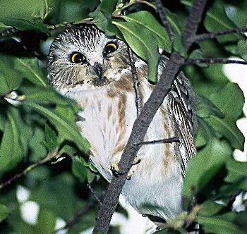 Northern Saw-whet Owl - ML20490581