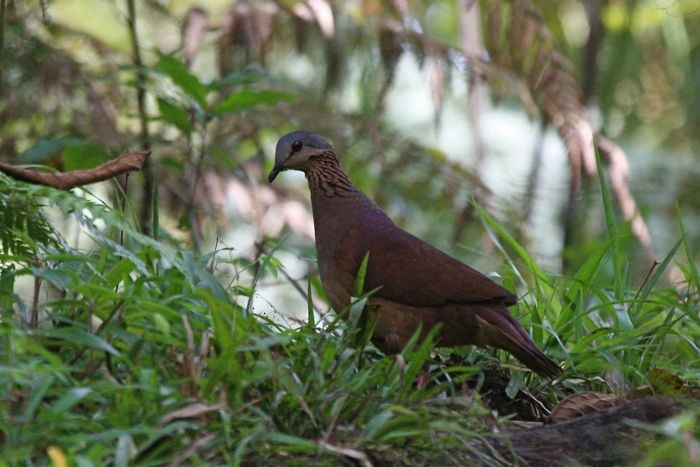 White-faced Quail-Dove - ML204905831