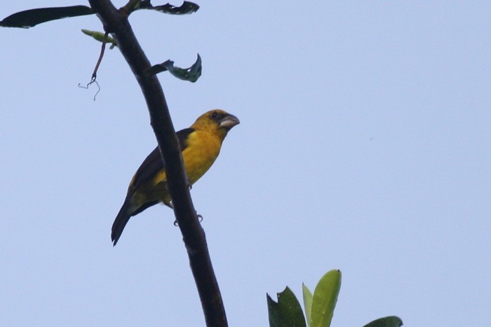 Black-thighed Grosbeak - ML204906031