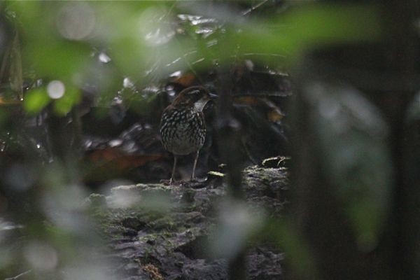 Striated Antthrush - ML204906041