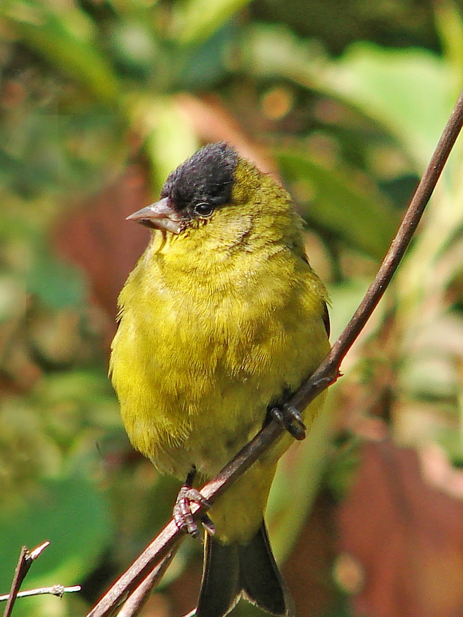 Andean Siskin - ML204906111