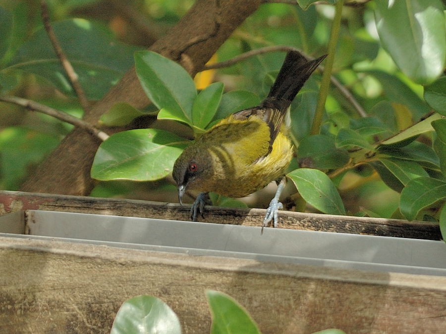 New Zealand Bellbird - ML204906401