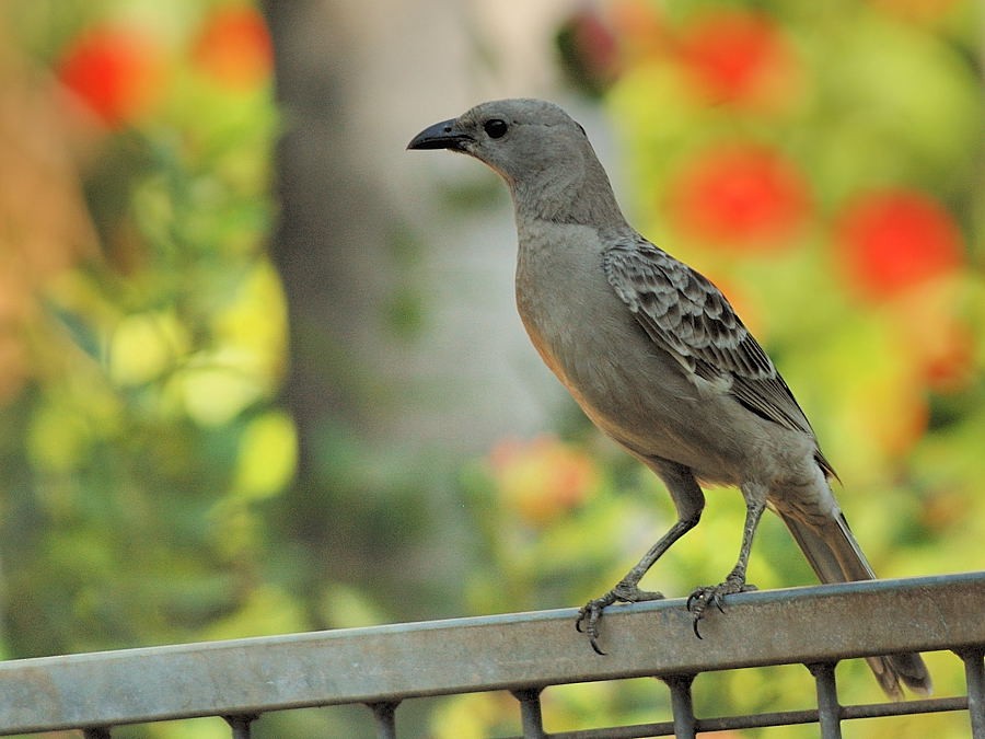 Great Bowerbird - ML204906421