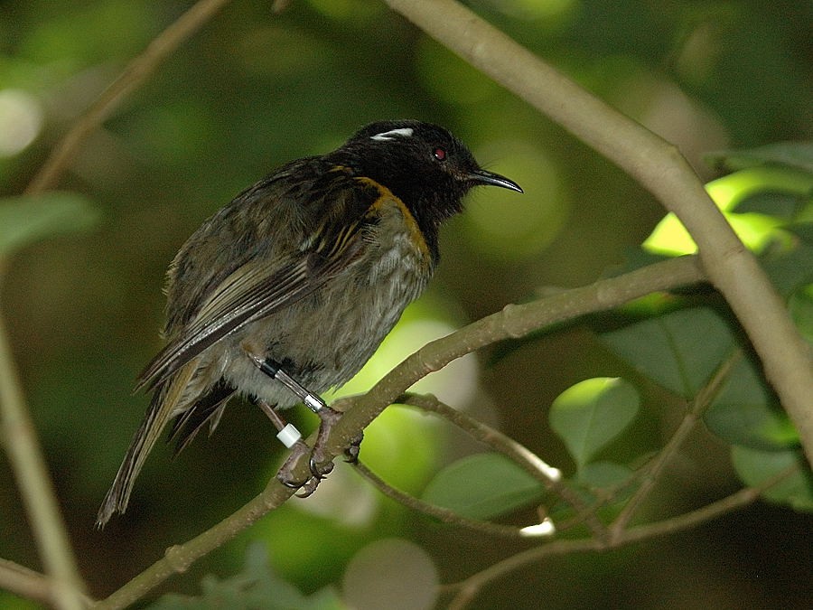 Hihi de Nouvelle-Zélande - ML204906541