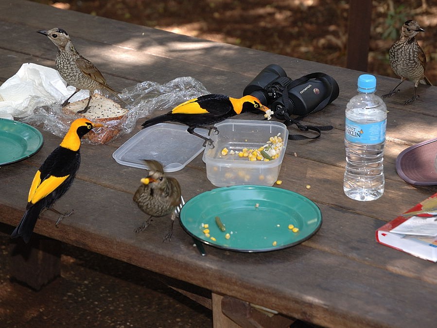 Regent Bowerbird - ML204906601