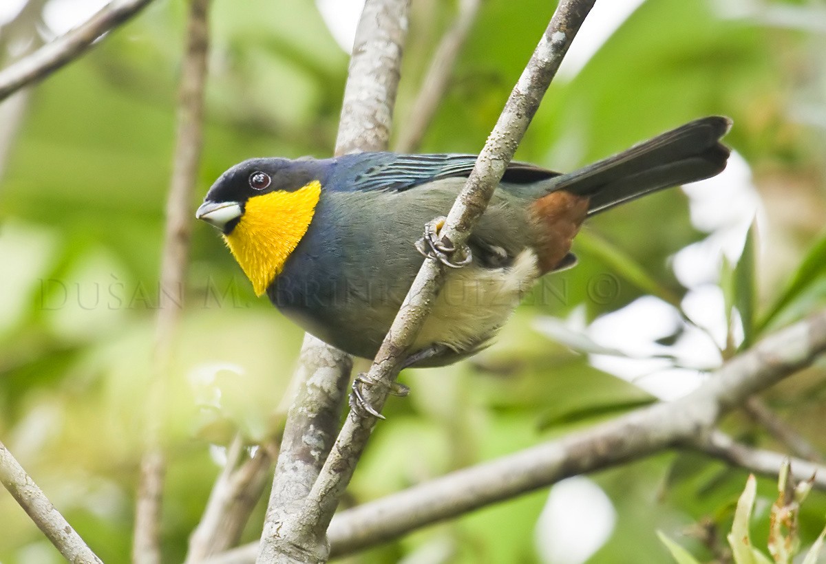 Purplish-mantled Tanager - Dušan Brinkhuizen