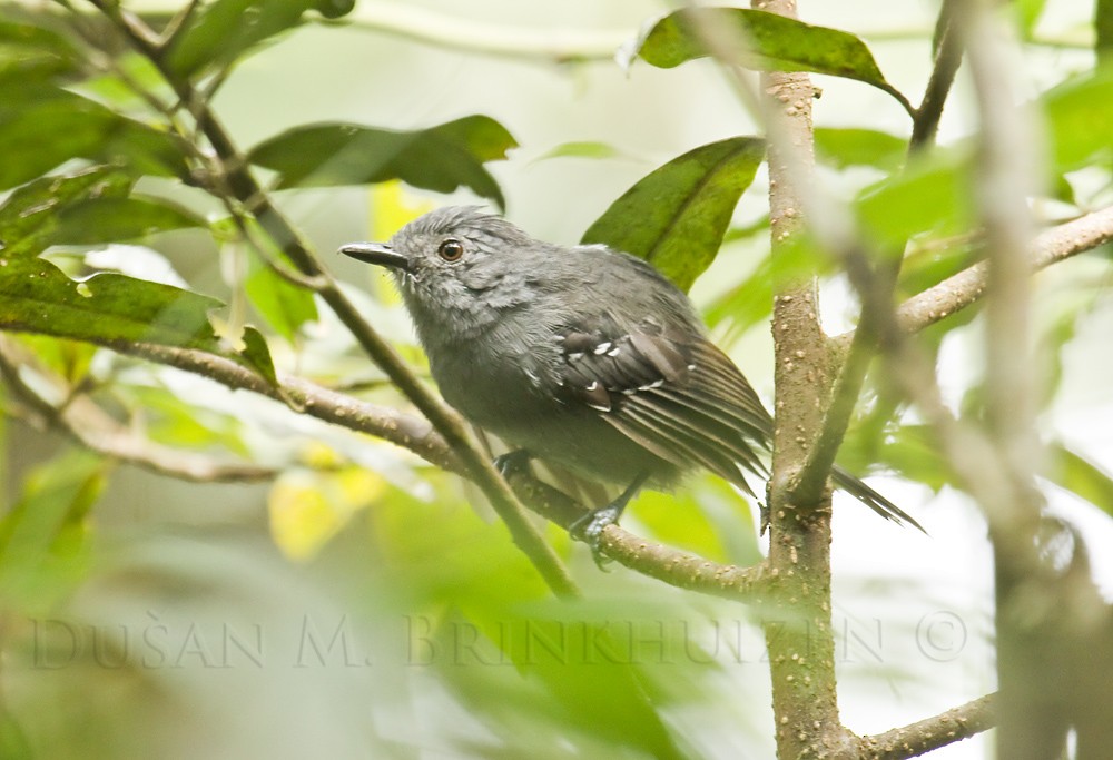 Parker's Antbird - Dušan Brinkhuizen