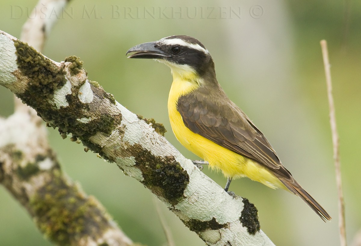 Boat-billed Flycatcher (South American) - ML204906891